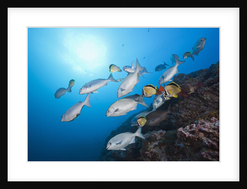 Blue-bronze Sea Chub school (Kyphosus analogus) at cleaning station by Anonymous