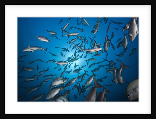 Blue-bronze Sea Chub school (Kyphosus analogus) by Anonymous