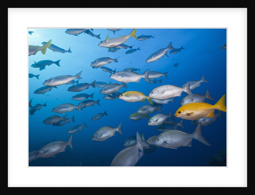 Blue-bronze Sea Chub (Kyphosus analogus) and Yellow Sea Chub (Kyphosus lutescens) school by Anonymous