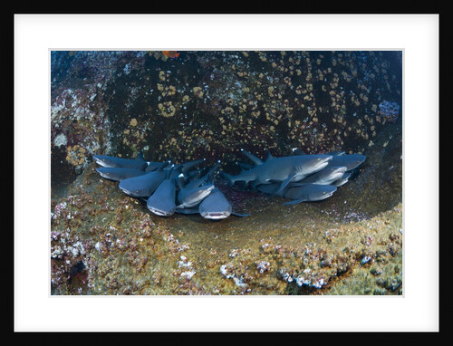 Whitetip Reef Shark school resting (Triaenodon obesus) by Anonymous