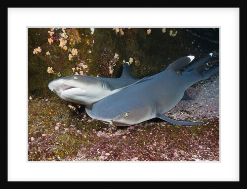Whitetip Reef Shark (Triaenodon obesus) by Anonymous