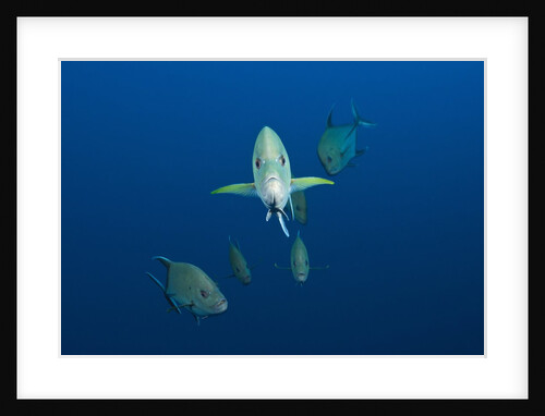 Black Trevally (Caranx lugubris) by Anonymous