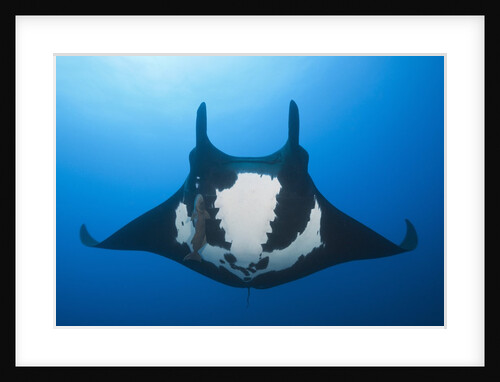 Manta Ray with Remora (Manta birostris) by Anonymous