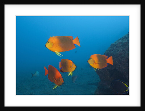 Clarion Angelfish (Holacanthus clarionensis) by Anonymous