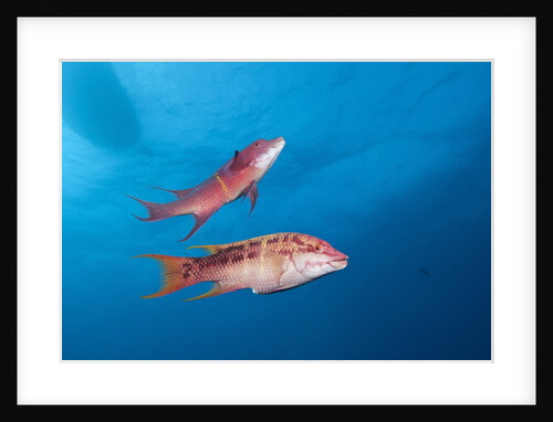 Mexican Hogfish (Bodianus diplotaenia) by Anonymous
