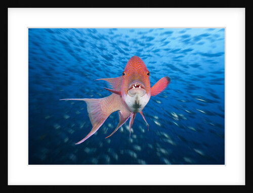 Mexican Hogfish (Bodianus diplotaenia) by Anonymous