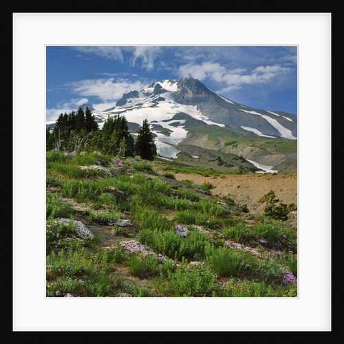Phlox wildflowers & Mt. Hood by Anonymous