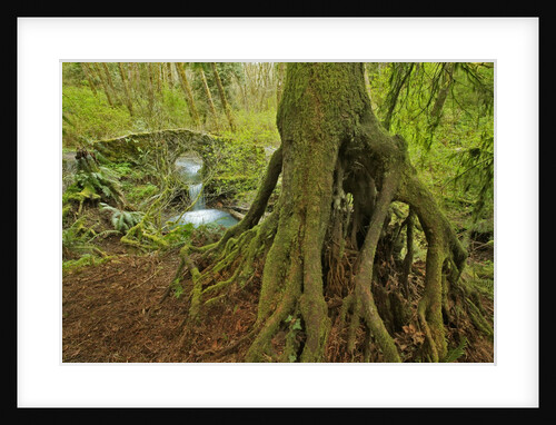 Cedar tree with exposed roots by Anonymous