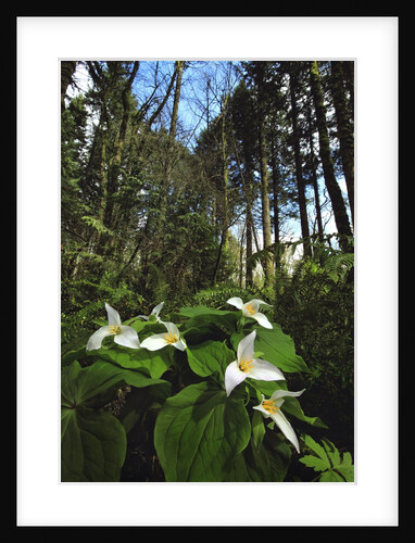 Wild trillium flowers along trail by Anonymous