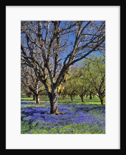 Grape hyacinth flowers in orchard by Anonymous