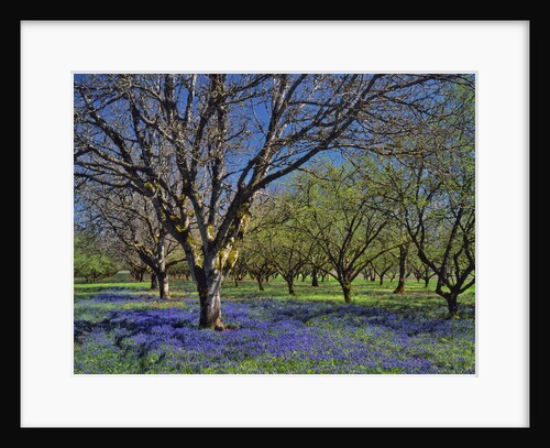 Grape hyacinth flowers in orchard by Anonymous