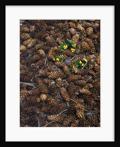 Wild violas and spruce cones by Anonymous