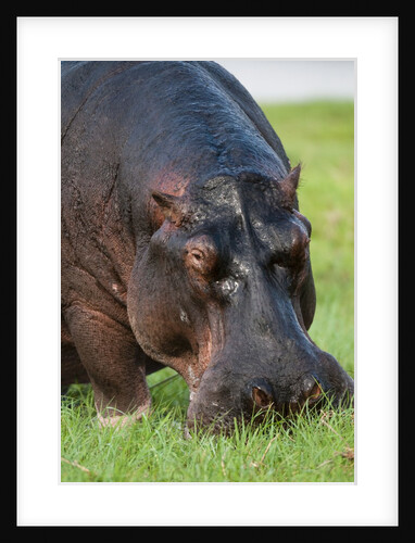 Hippopotamus grazing, Chobe National Park. by Anonymous