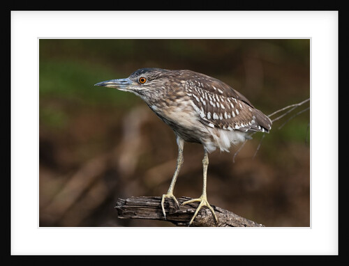 Squacco heron, Chobe National Park by Anonymous