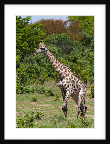 Southern giraffe, Chobe National Park by Anonymous
