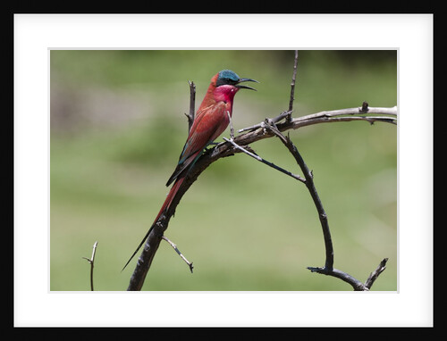 Southern carmine bee-eater perching on a branch, Chobe National Park by Anonymous