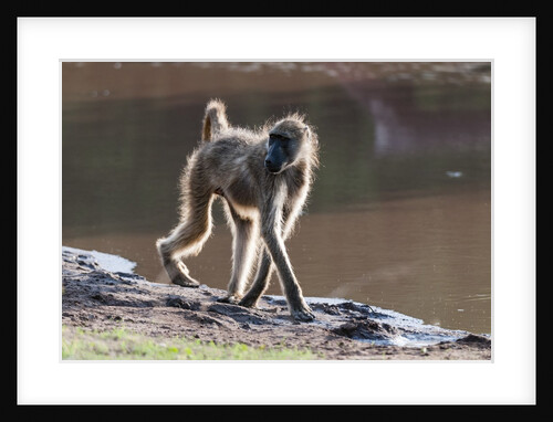 Chacma baboon, Chobe National Park by Anonymous