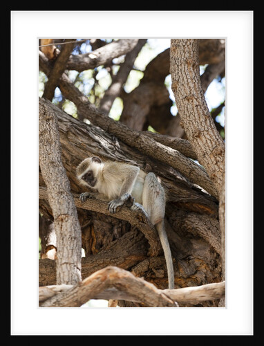 Vervet monkey, Chobe National Park by Anonymous
