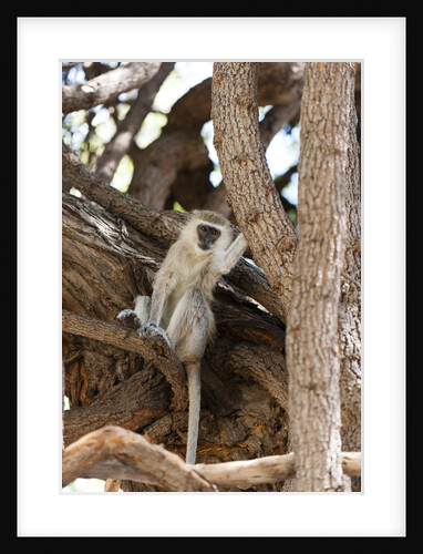 Vervet monkey, Chobe National Park by Anonymous