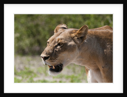 Lioness, Chobe National Park, by Anonymous
