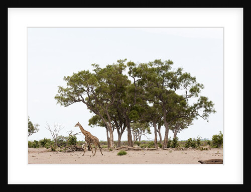 Southern giraffe, Savuti Marsh by Anonymous