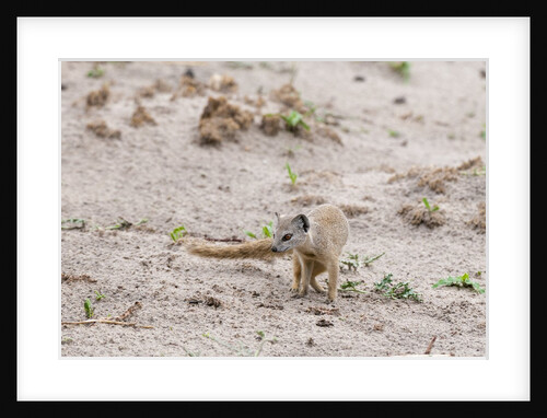 Slender mongoose, Savuti Marsh by Anonymous