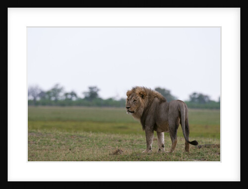 Male lion, Savuti Marsh by Anonymous