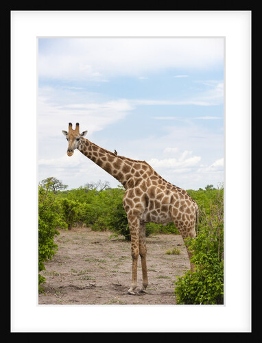 Southern giraffe, Okavango Delta by Anonymous