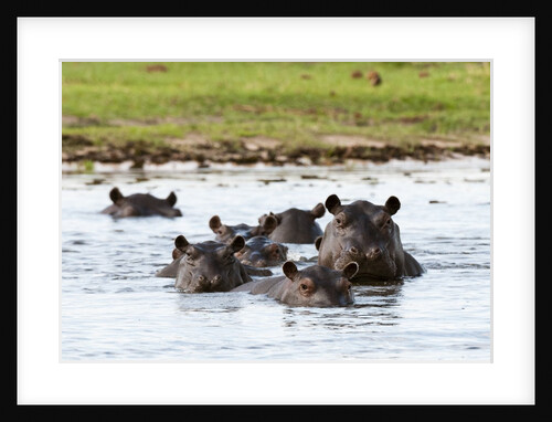 Hippopotamus, Okavango Delta by Anonymous