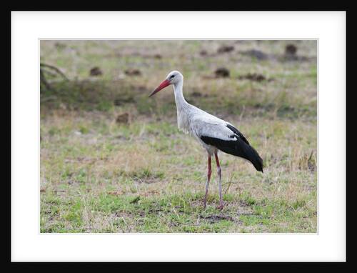 White stork, Okavango Delta by Anonymous