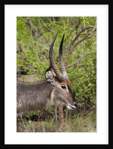 Waterbuck, Okavango Delta by Anonymous
