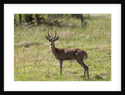 Puku, Okavango Delta by Anonymous