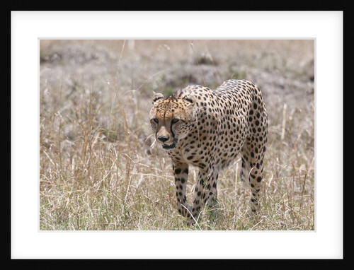 Cheetah, Masai Mara by Anonymous