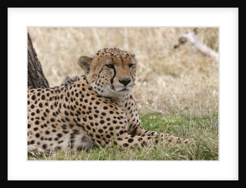 Cheetah, Masai Mara by Anonymous