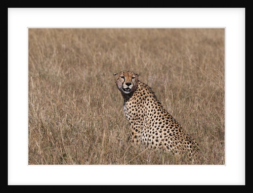 Cheetah, Masai Mara by Anonymous