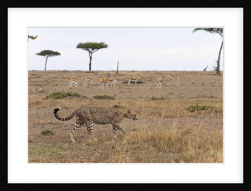 Cheetah, Masai Mara by Anonymous