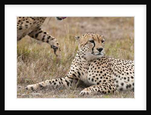 Cheetah, Masai Mara by Anonymous