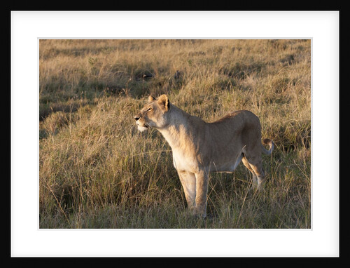 Lioness, Masai Mara by Anonymous