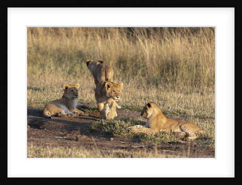 Lion cubs, Masai Mara by Anonymous
