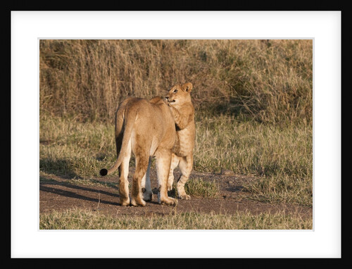 Lioness and cub, Masai Mara by Anonymous