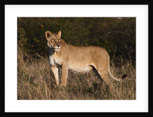 Lioness, Masai Mara by Anonymous