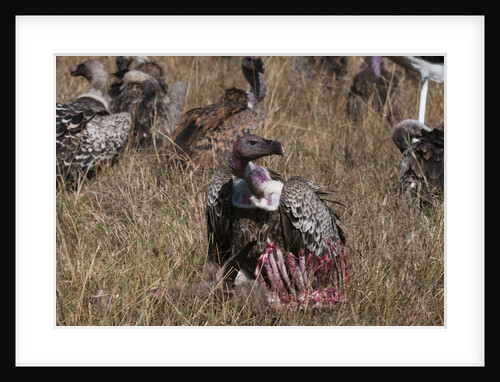 Vultures feeding on a carcass, by Anonymous