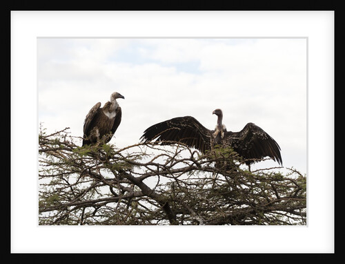 Vultures by Anonymous