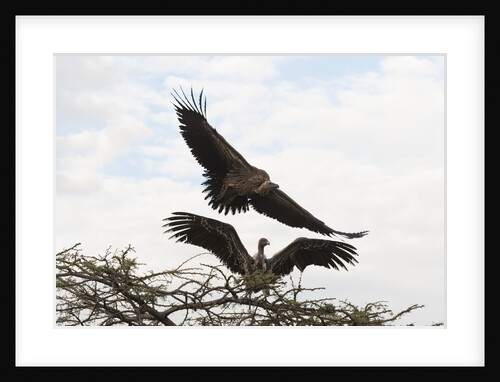 Vultures by Anonymous