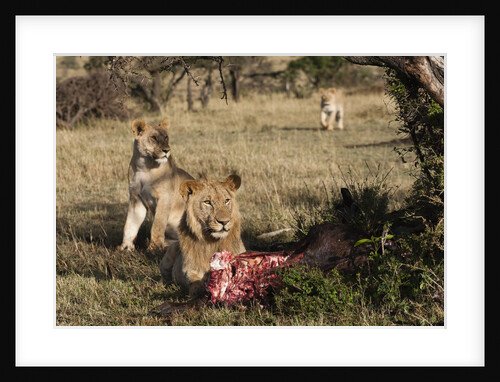 Lions feeding, Masai Mara, Kenya. by Anonymous