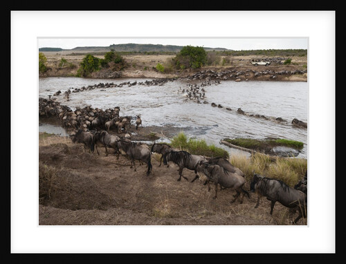 Wildebeest crossing the river Mara by Anonymous