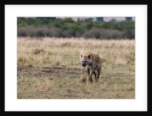 Spotted hyaena by Anonymous