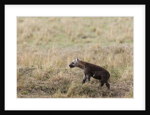Spotted hyaena cub by Anonymous