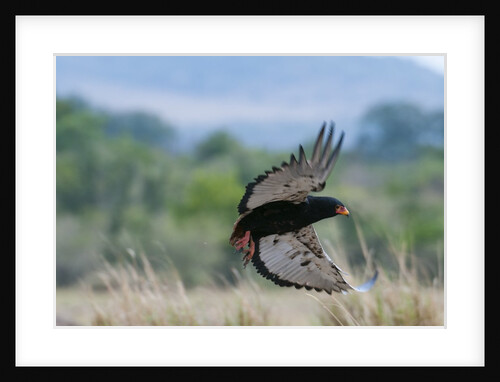 Bateleur in flight by Anonymous