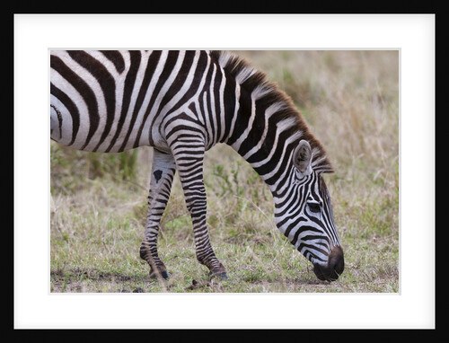 Plains zebra by Anonymous